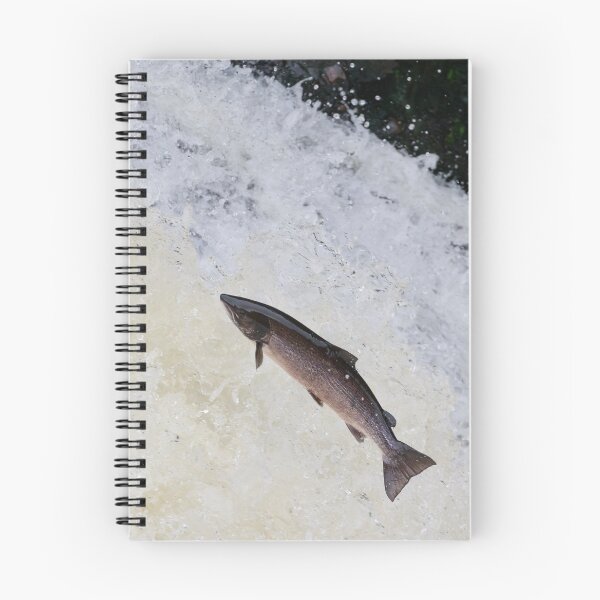 Item preview, Large wild atlantic salmon leaping designed and sold by chanonry.