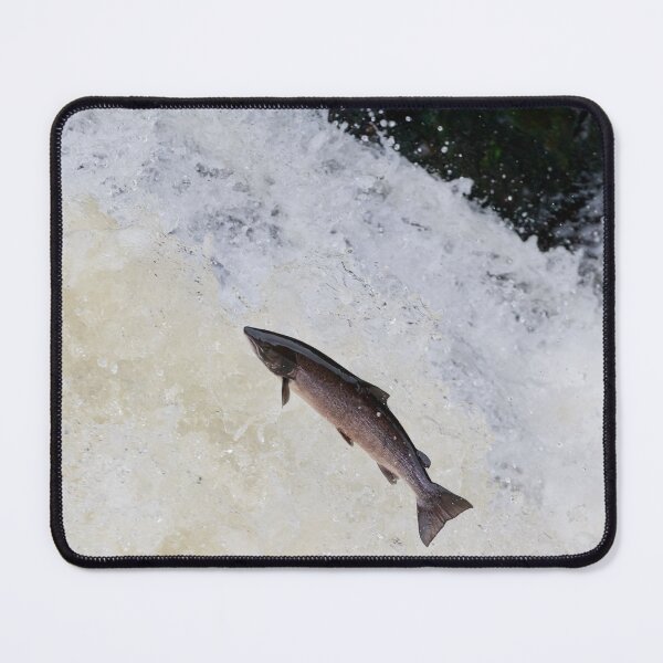 Item preview, Large wild atlantic salmon leaping designed and sold by chanonry.