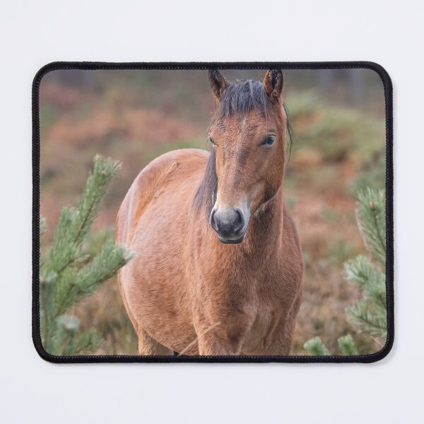 Item preview, New forest pony designed and sold by AliMarleyPhoto.