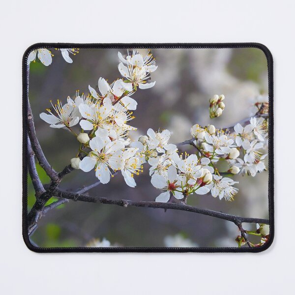 Item preview, Cherry blossoms designed and sold by BugNews.