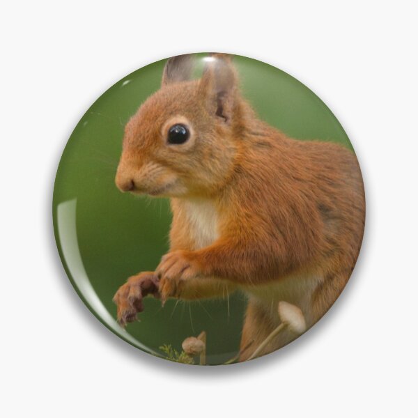 Item preview, Red Squirrel designed and sold by Macrae images.
