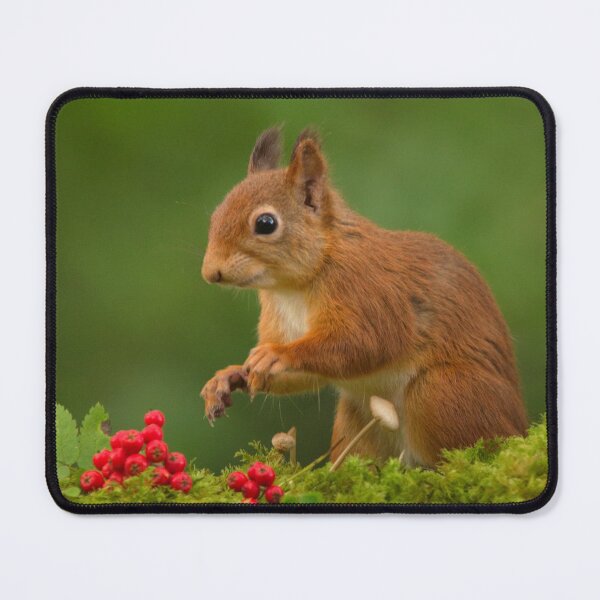 Item preview, Red Squirrel designed and sold by Macrae images.