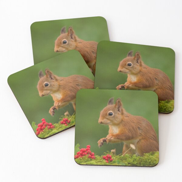 Item preview, Red Squirrel designed and sold by Macrae images.