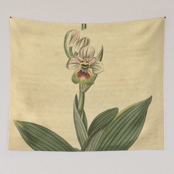 Item preview, Ophrys tenthredinifera Curtis' 44 pl. 1930 (1817) designed and sold by EsotericBotanic.