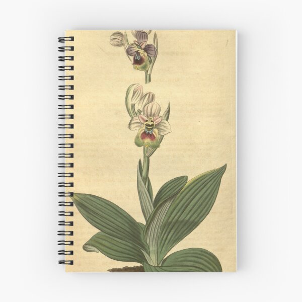 Item preview, Ophrys tenthredinifera Curtis' 44 pl. 1930 (1817) designed and sold by EsotericBotanic.