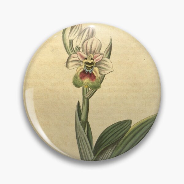 Item preview, Ophrys tenthredinifera Curtis' 44 pl. 1930 (1817) designed and sold by EsotericBotanic.