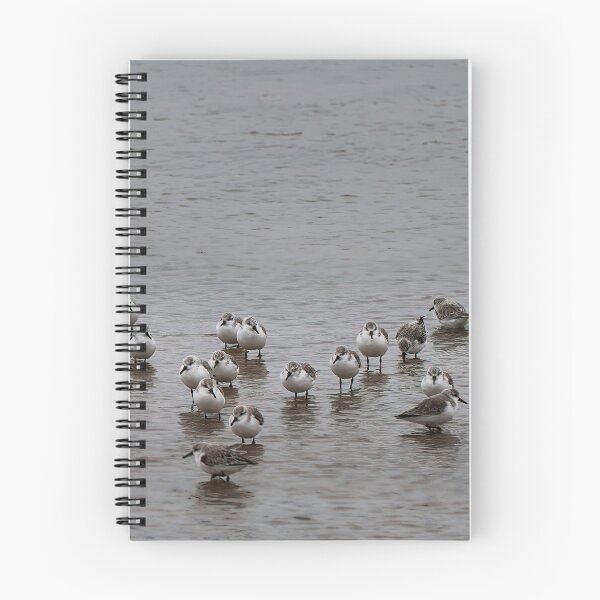 Item preview, 35 Sanderlings designed and sold by Violaman.