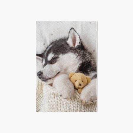 Artikel-Vorschau von Husky-Kuscheln, designt und verkauft von Liani DeGeeter.