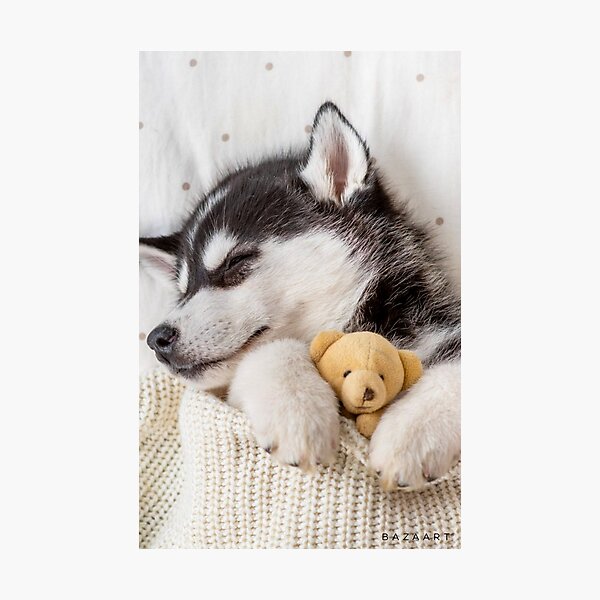 Item preview, Husky Snuggles designed and sold by Liani DeGeeter.