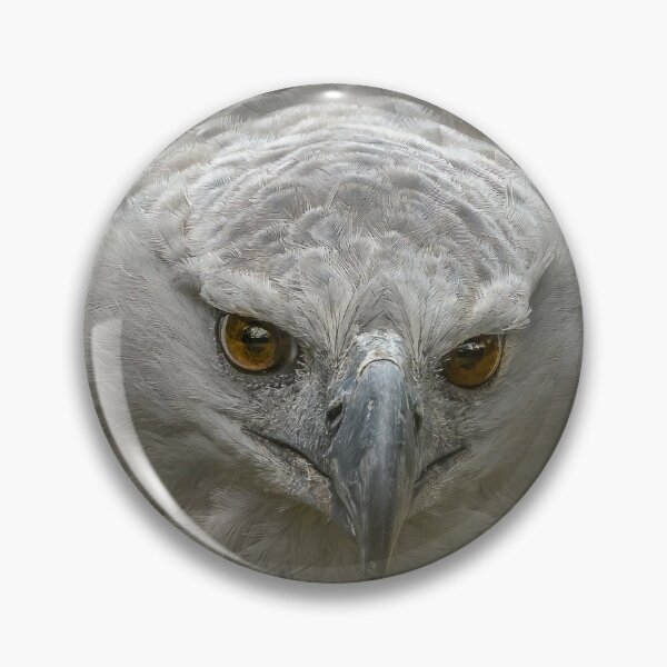 Silver detailed harpy eagle art - Playground