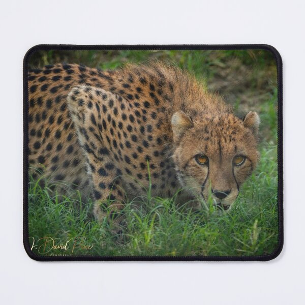 Item preview, Stalking Cheetah designed and sold by JDPine.
