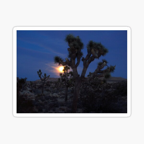 Full Moon Rising, Joshua Tree Sticker
