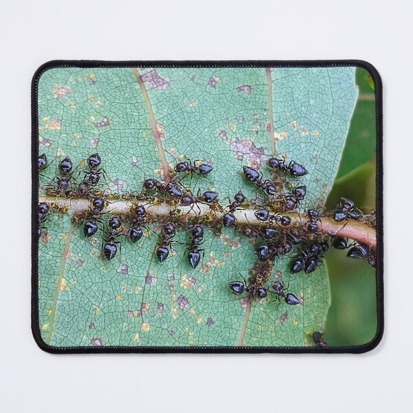 Item preview, Ants tending aphids designed and sold by BugNews.