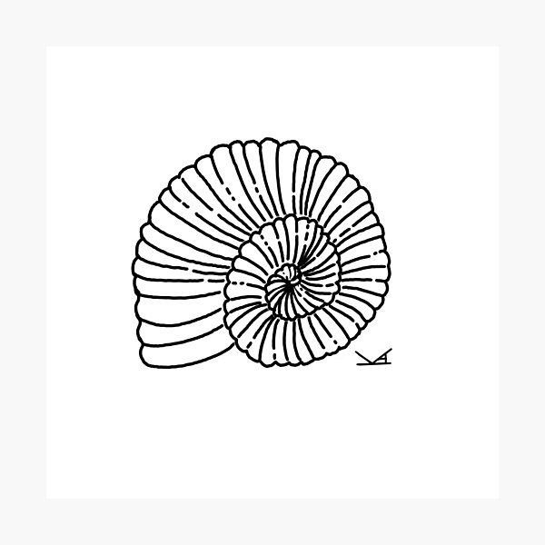 Artikel-Vorschau von Ammonitenfossil, designt und verkauft von Fernheart Designs.