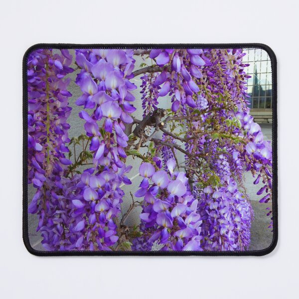 Item preview, Wisteria Fragrance designed and sold by Charmiene Maxwell-Batten.