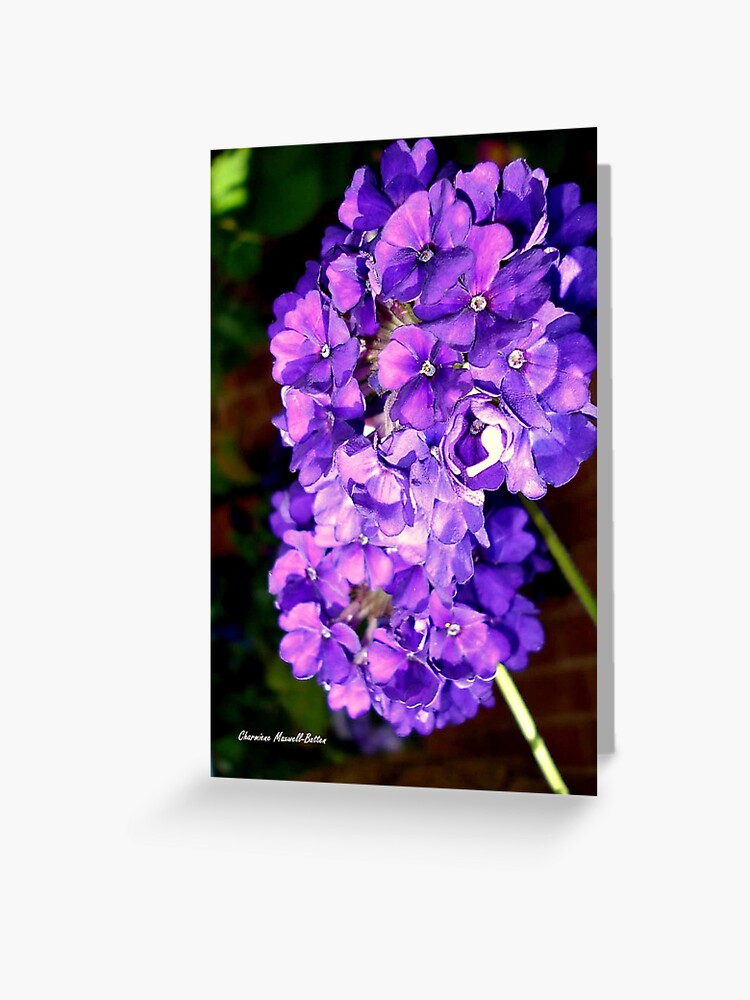 Tarjetas de felicitación «Racimo de flores moradas» de Sita | Redbubble