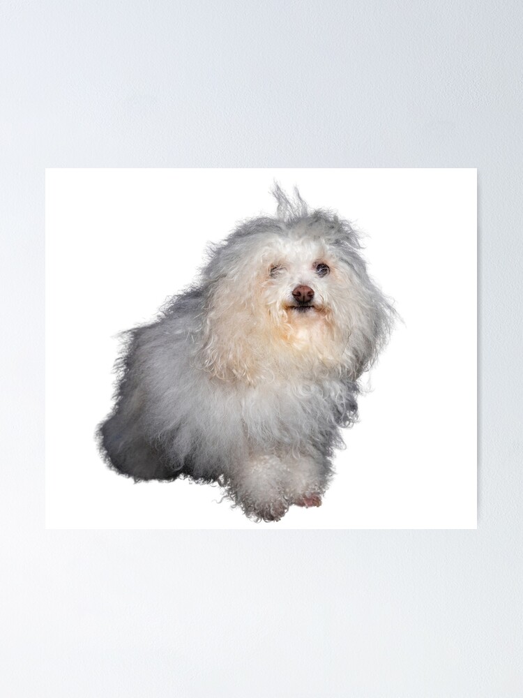 "Bolognese Dogs,Cute maltese,bolognese dog." Poster for Sale by