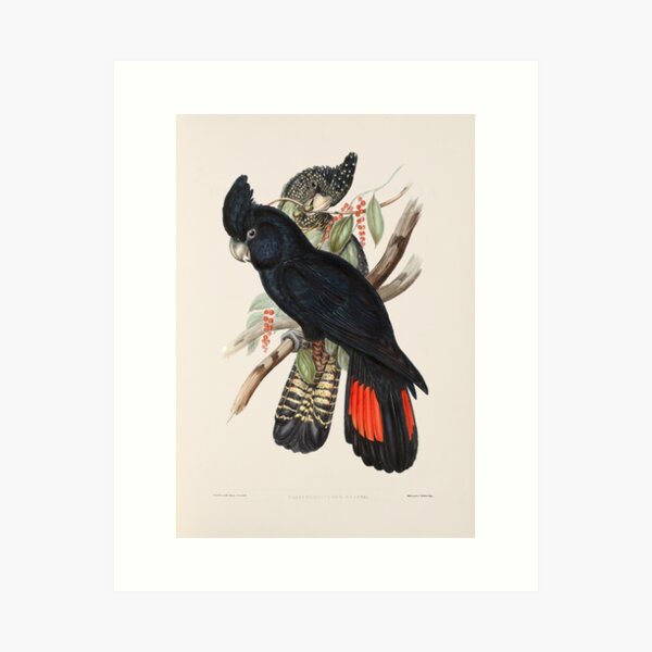 Item preview, Red-tailed Black Cockatoo - John Gould designed and sold by vintagepixs.