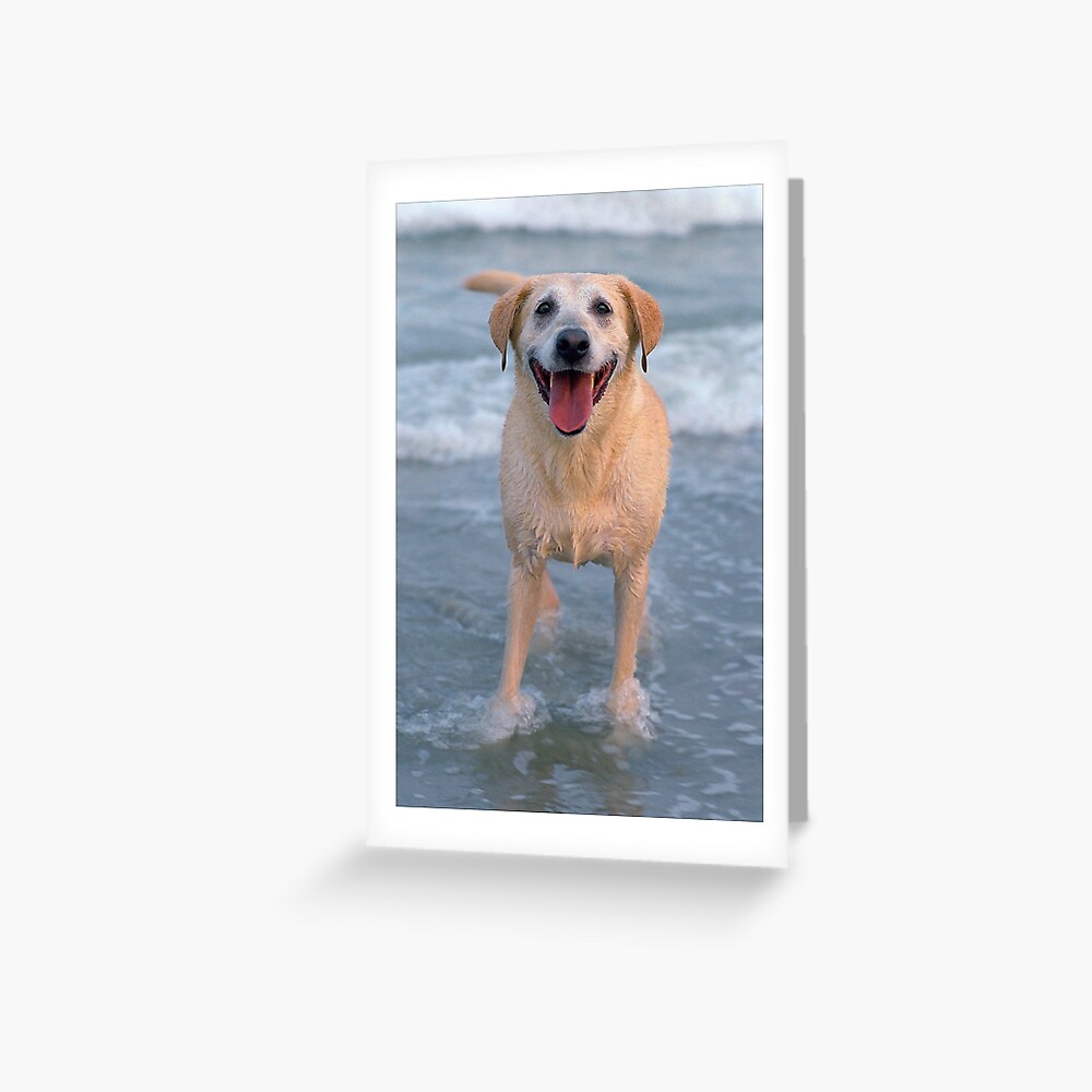 Wet Dog (c) Greeting Card