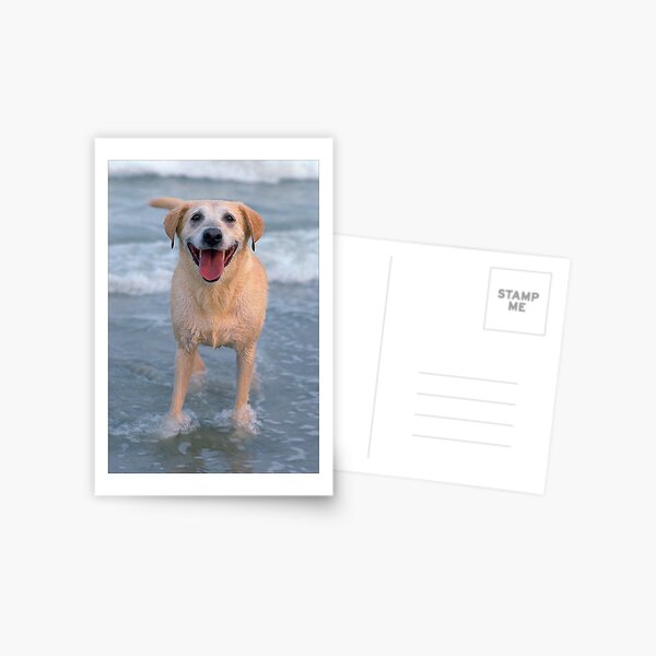 Wet Dog (c) Postcard