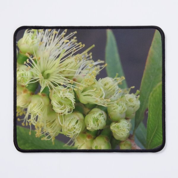 Item preview, New Blooms Bottlebrush designed and sold by Honey Myrtle Studio.