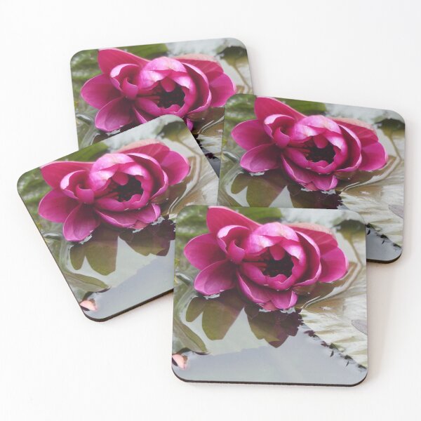 Item preview, Water lily in the garden dike designed and sold by rachariedel.
