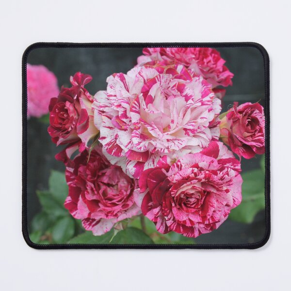 Item preview, roses designed and sold by rachariedel.