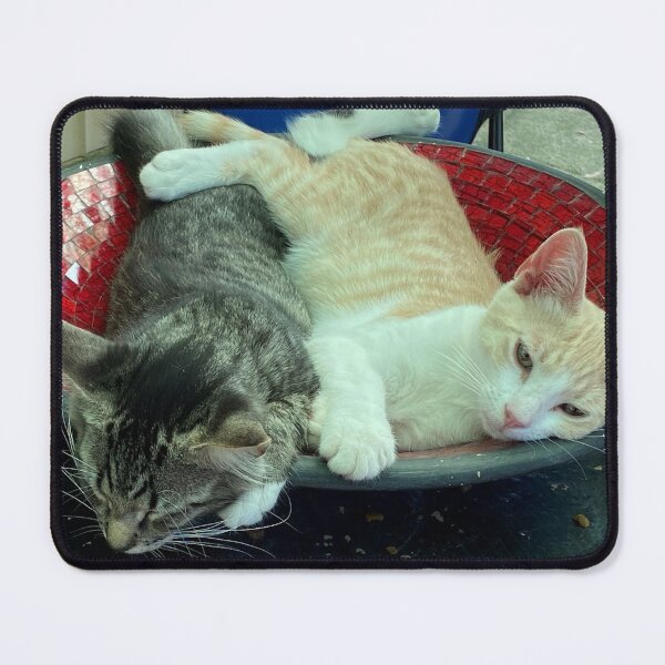 Item preview, Kitten life in the lounging bowl designed and sold by oojagapivy.