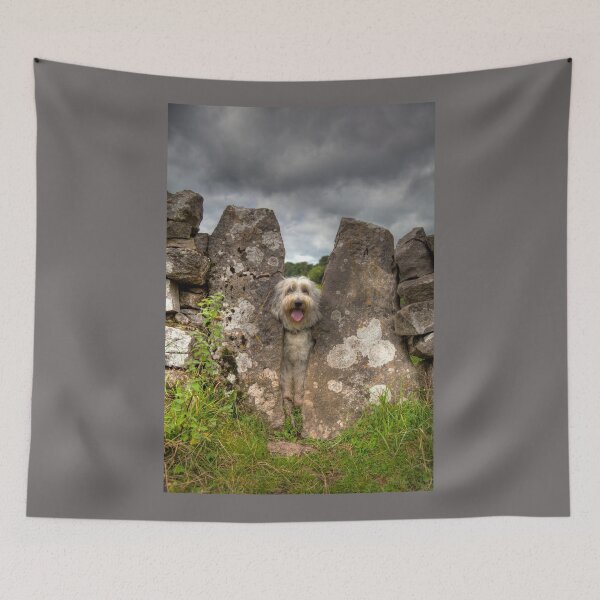 Item preview, Stuck Bearded Collie In Sheep Stile designed and sold by Paul Thompson Photography.