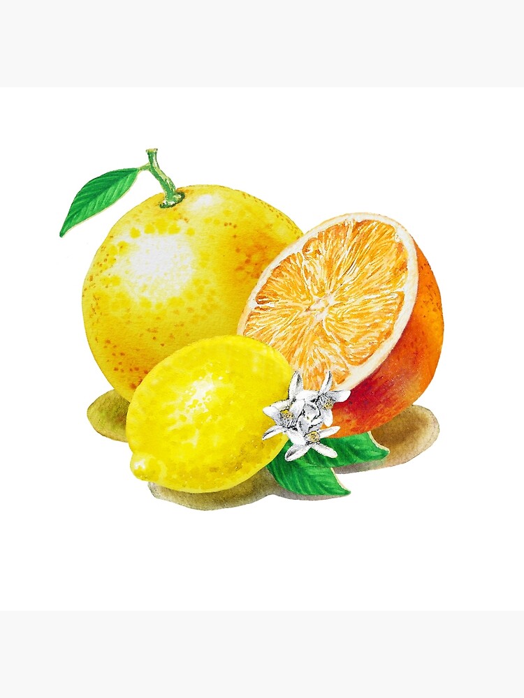 Discover Grapefruit Orange Lemon Trio Premium Matte Vertical Poster