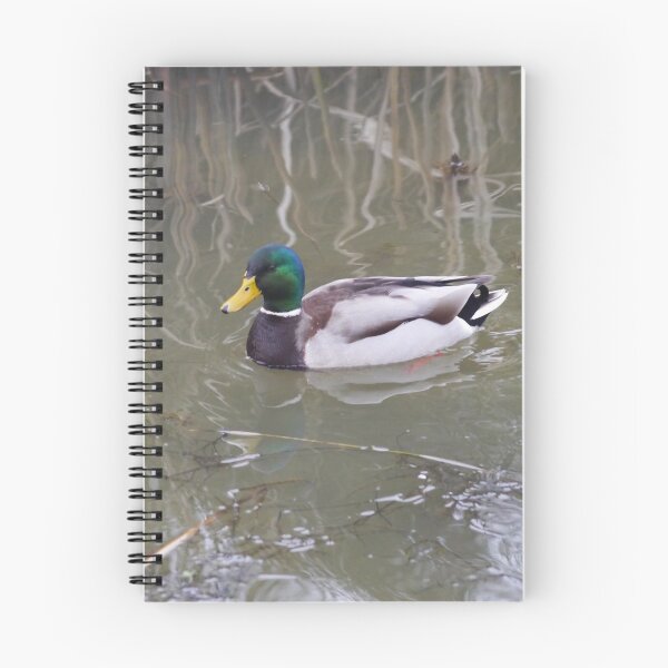Item preview, A Male Mallard Duck designed and sold by GingerMan2550.