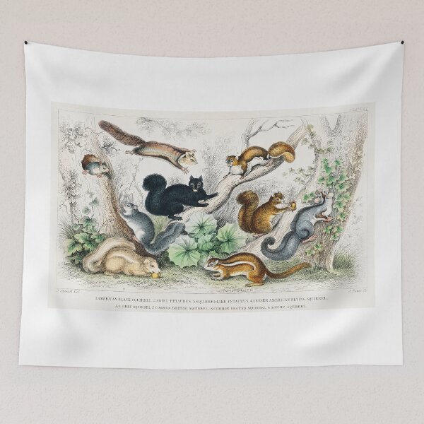 Item preview, Squirrel art designed and sold by rofocreative.