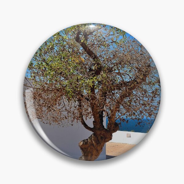Item preview, Olive Tree Nossa Senhora da Rocha Porches Algarve Portugal designed and sold by AndyEvansPhotos.