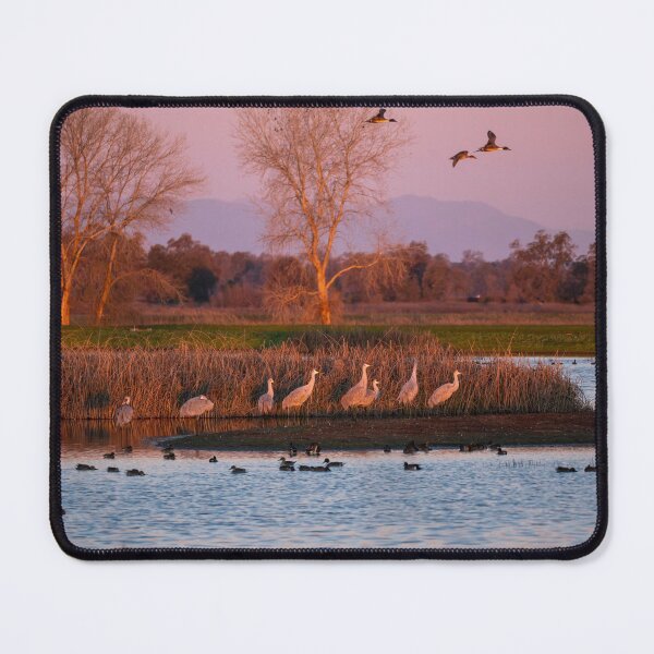Item preview, Sandhill Cranes at Sunrise designed and sold by Laurel Eby.