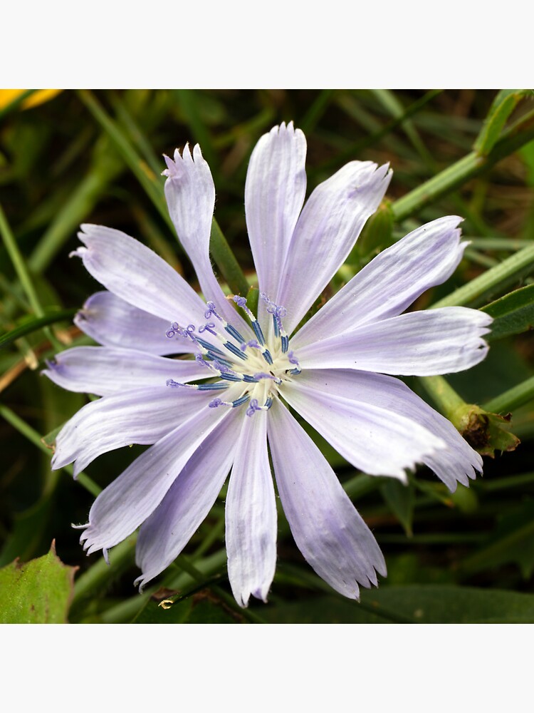 "Lactuca, The Lettuce of The Daisy Family" Sticker for Sale by LensedHarmony Redbubble