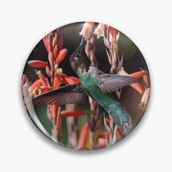 Item preview, Anna's Hummingbird and Aloe 'Blue Elf' designed and sold by Laurel Eby.