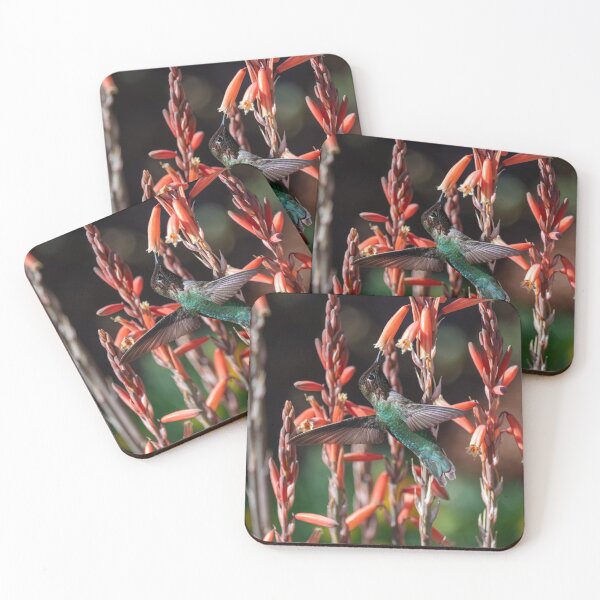 Item preview, Anna's Hummingbird and Aloe 'Blue Elf' designed and sold by Laurel Eby.