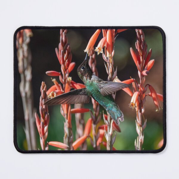 Item preview, Anna's Hummingbird and Aloe 'Blue Elf' designed and sold by Laurel Eby.