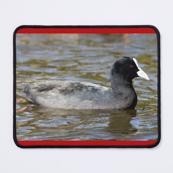 Item preview, Eurasian Coot or Australian Coot designed and sold by Dragonsfield.