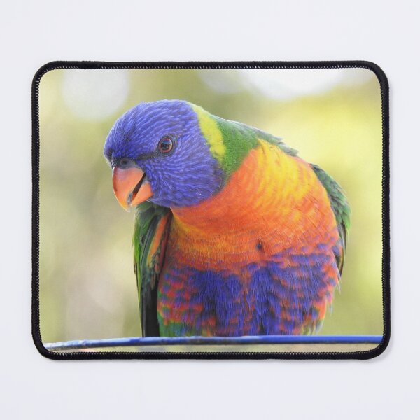 Item preview, Rainbow Lorikeet feeding designed and sold by Dragonsfield.
