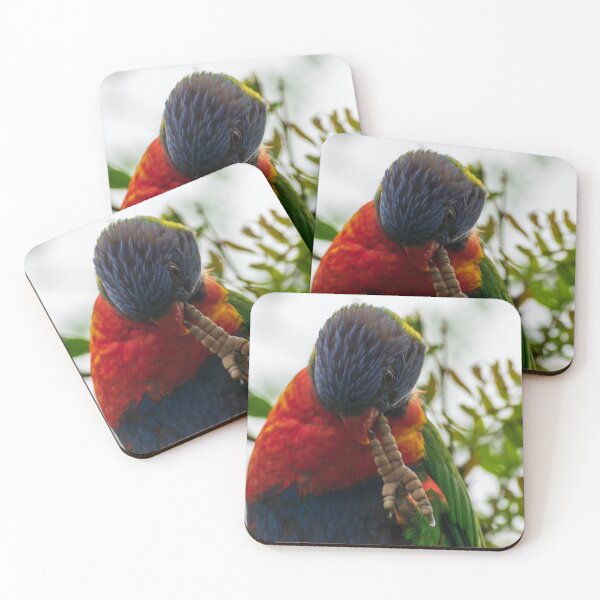 Item preview, Rainbow Lorikeet biting Claw NSW Central Coast of Australia designed and sold by suziq1962.