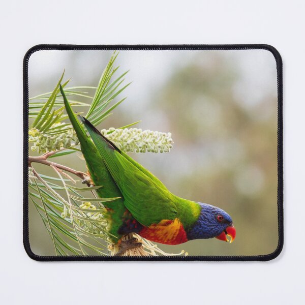 Item preview, Rainbow Lorikeet Hanging Upside Down  NSW Central Coast of Australia designed and sold by suziq1962.