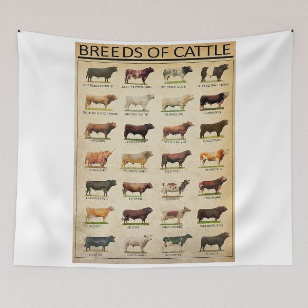 Item preview, Breeds Of Beef Cattle Poster designed and sold by geraliobened.