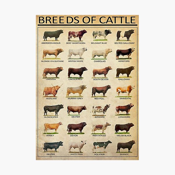 Item preview, Breeds Of Beef Cattle Poster designed and sold by geraliobened.