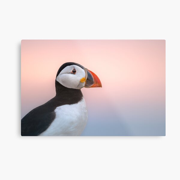 Puffin Sunset Profile Metal Print