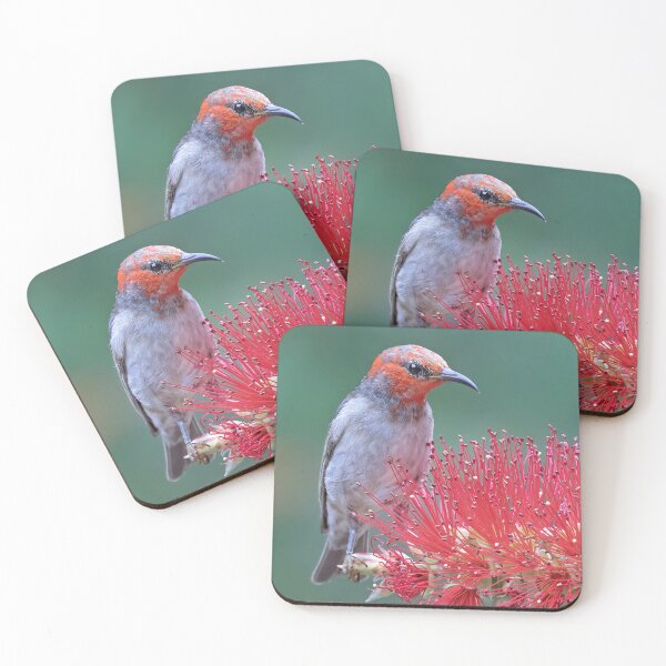 Item preview, Scarlet Honeyeater resting on bottlebrush.  designed and sold by DaveBassett.