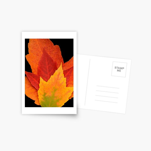 Autumn Leaves (c) Postcard