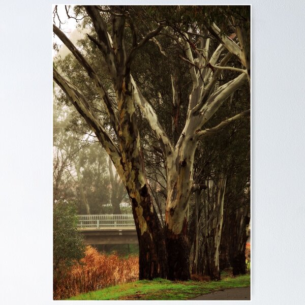 Item preview, Great Eucalyptus along the Walking Path by Lorraine McCarthy designed and sold by Lorraine McCarthy.