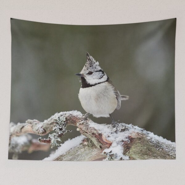 Item preview, Crest up. European crested tit designed and sold by Jouko Lehto Photography.