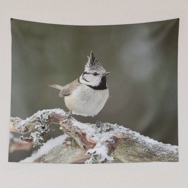 Item preview, Spot on. European crested tit designed and sold by Jouko Lehto Photography.
